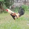 AJM backyard breeder - @ajm_chickens - TikTok