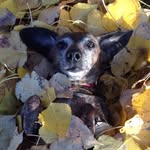Aj Morin - @aj.morin - Instagram