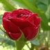 Oldsongs Aji - Facebook