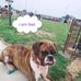 AJ online pat shop - Facebook