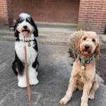 AJ Shawbert - @aj_pete_doodlebros - Instagram
