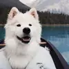 aj_post - @aj_post - TikTok