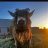 ajpurcelltomkins - @ajpurcelltomkins - TikTok