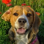 Ajra - Beagle Girl 🐶🌈 - @ajrabeagle - Instagram