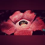 rafflesia.inc - @rafflesia.jokii - Instagram