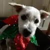 AJREA - @ajrea2020 - TikTok