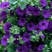 AJ Price Right Plants - Facebook