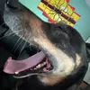 AJ Rizzo - @ajrizzo - TikTok