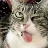 AJ - @aj.roden - TikTok