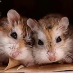 AJ's Rodents - @ajsrodents - Instagram