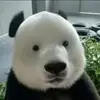 ajschmidt4 - @ajschmidt4 - TikTok