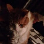 Aj Schubert - @a_cat_named_aj - Instagram