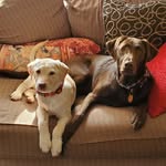 AJ Sheehan - @innerdogalogue - Instagram
