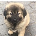 AJ - @aj_the_caucasian_shepard - Instagram
