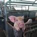Aj Piggery Service In Solomon islands - Facebook