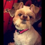 AJ Webster - @aj_webster_123 - Instagram