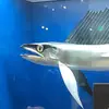 AJ Werner - @ajwerner6 - TikTok