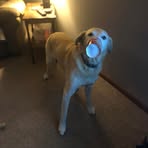 Aj Whiting - Facebook