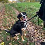 🩶Ája & Bailey & Cora🩶 - @a_b_c_paws - Instagram