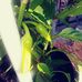 Aja Clark - Facebook