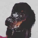 Ája gordonsetr - @gordonsetr_aja - Instagram