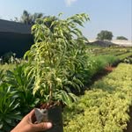 @ajay_rose__nursery - Instagram