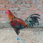 Ajay Shekar - @enfield_lover_ajay_sravani - Instagram
