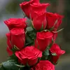 ajaz malik - @ajaz.malik555 - TikTok