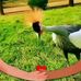 Ajaz Memon - Facebook