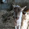 ajitgogawale22 - @ajitgogawale2219 - TikTok