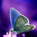 Ajit Pethe - Facebook