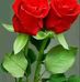 Ajit Sethi - Facebook
