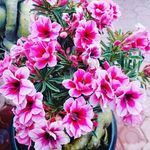 Ajit sidhu - @ajitsidhu57 - Instagram