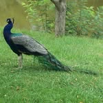 Ajit Thakore - @ajit.thakore - Instagram