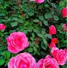 Ajoy Das - @ajoy.das580 - TikTok