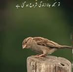 Akbar Sultan - Facebook