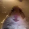 Akeil Williams - @if_ur_not_gay - TikTok