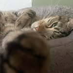 akela - @akela_robinson_thecat - Instagram