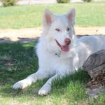 Akela - @akela_snowwolf - Instagram