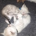 Akela_Balu - @snowbengals_akela_balu - Instagram