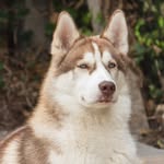 Akela-Snow - @akelas_adventures - Instagram