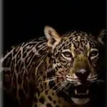 Akeem Lewis - @akeem.lewis.750 - Instagram