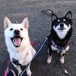 akemi hamada - @ake_rio_rin - Instagram