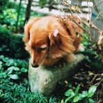 Akemi Ishikawa - @a2ronbo - Instagram