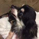 akemi kondo - @akemikondo1625 - Instagram