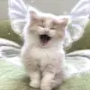 Akemi_Lee✨ - @new_wolfykitty - TikTok