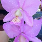 Akemi Morita - @akemi.morita.3910 - Instagram
