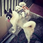 @princesa_benji_akemi_morita - Instagram