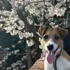 Mukai（Akemi.Tanaka） - @mukaiakemi.tanaka - TikTok