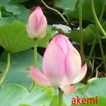 Akemi Nemoto - @akemi.nemoto.92 - Instagram